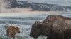 Patagonia Action Works Bison Picture
